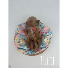 Tulip - Apricot female Goldendoodle puppy in Smithfield, Kentucky from KBK9 Kennels