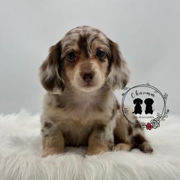 Luxie - Dapple female Dachshund puppy in Litchfield, Illinois from Charmm Dachshunds