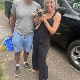 French Bulldog Puppies from Jolie Frenchies