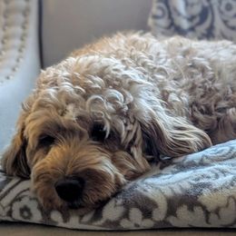 Ivy - Goldendoodle