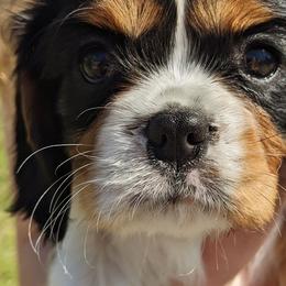 Cavalier King Charles Spaniel Puppies from Charleston Cavaliers