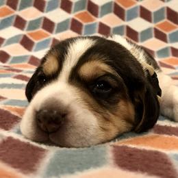 Beagle Puppies from Beech Grove Beagles