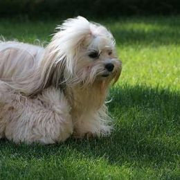 Havanese Puppies from SunWyst Havanese