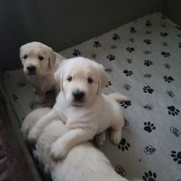 Golden Retriever Puppies from Smokey Mountain English Goldens