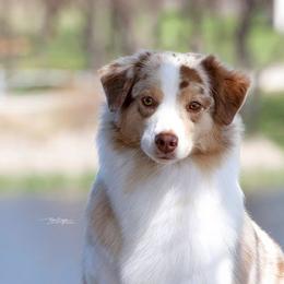 Australian Shepherds from Rainyday Australian Shepherds