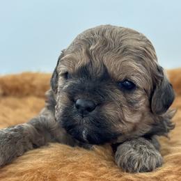 Hardy - Green - Brown male Shihpoo puppy in Gay, Georgia from That’s My Puppy
