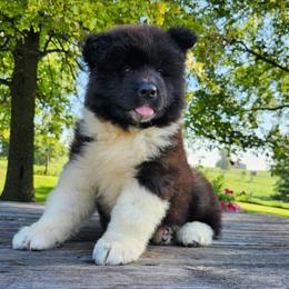 Storm - Fawn male Akita puppy in Chillicothe, Missouri from TLC Akitas