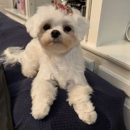 Maltese Puppies from Unicorn tiny Maltese puppies