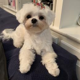 Maltese Puppies from Unicorn tiny Maltese puppies