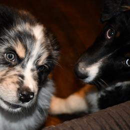 Australian Shepherd All Grown Up from K & R Australian Shepherds