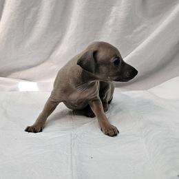 Aslan - Fawn male Italian Greyhound puppy in Newalla, Oklahoma from Heartland Iggys