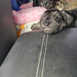 Miniature Schnauzer Puppies from Kelly's Mini Schnauzers