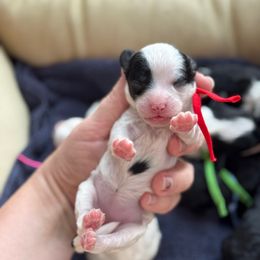 Hayride - Black and white female Sheepadoodle puppy in Wharton, Texas from Little Fur Friends