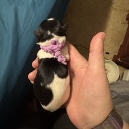 Purple Girl - Parti female Miniature Schnauzer puppy in Virginia from Schnauzers Castle