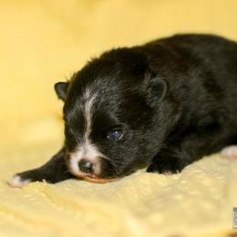 Bingley - Black parti male Pomeranian puppy in Bremen, Indiana from AMS Pomeranians and Pomskies in Indiana