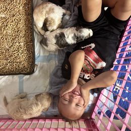 Cavapoo, Cockapoo, Goldendoodle, and Poodle Puppies from Lipscomb Doodles