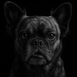Pebbles - French Bulldog