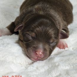 AKC Australian Shepherd-KM.RTF1 - Red tri female Miniature Australian Shepherd puppy in Deer Lodge, Tennessee from KSH Aussie Haven
