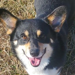 Ryker - Pembroke Welsh Corgi