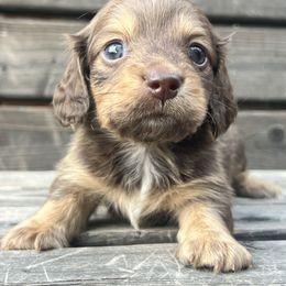 Wafer - Chocolate and cream male Dachshund puppy in Payette, Idaho from NT Mini Doxies