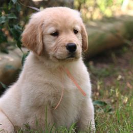 Golden Retriever Puppies from Gowergoldens