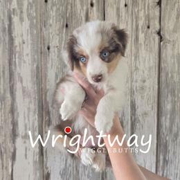 Faith - Red merle female Miniature Australian Shepherd puppy in Dowagiac, Michigan from Wrightway Wigglebutts
