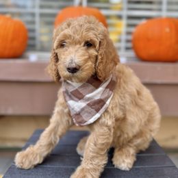 Kiwi - Apricot female Goldendoodle puppy in Redlands, California from Goldendoodle Pals