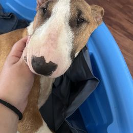 Ivy - Red and white female Bull Terrier puppy in Stanton, California from Pure hearts