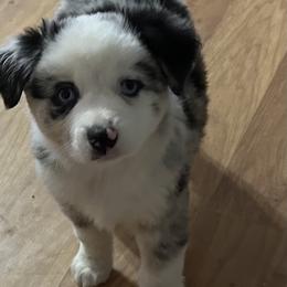 Miniature American Shepherd Puppies from Bond’s MAS
