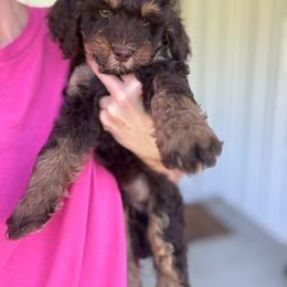 Koala - Phantom male Bernedoodle puppy in Jackson, Missouri from Pincksten Family Doodles