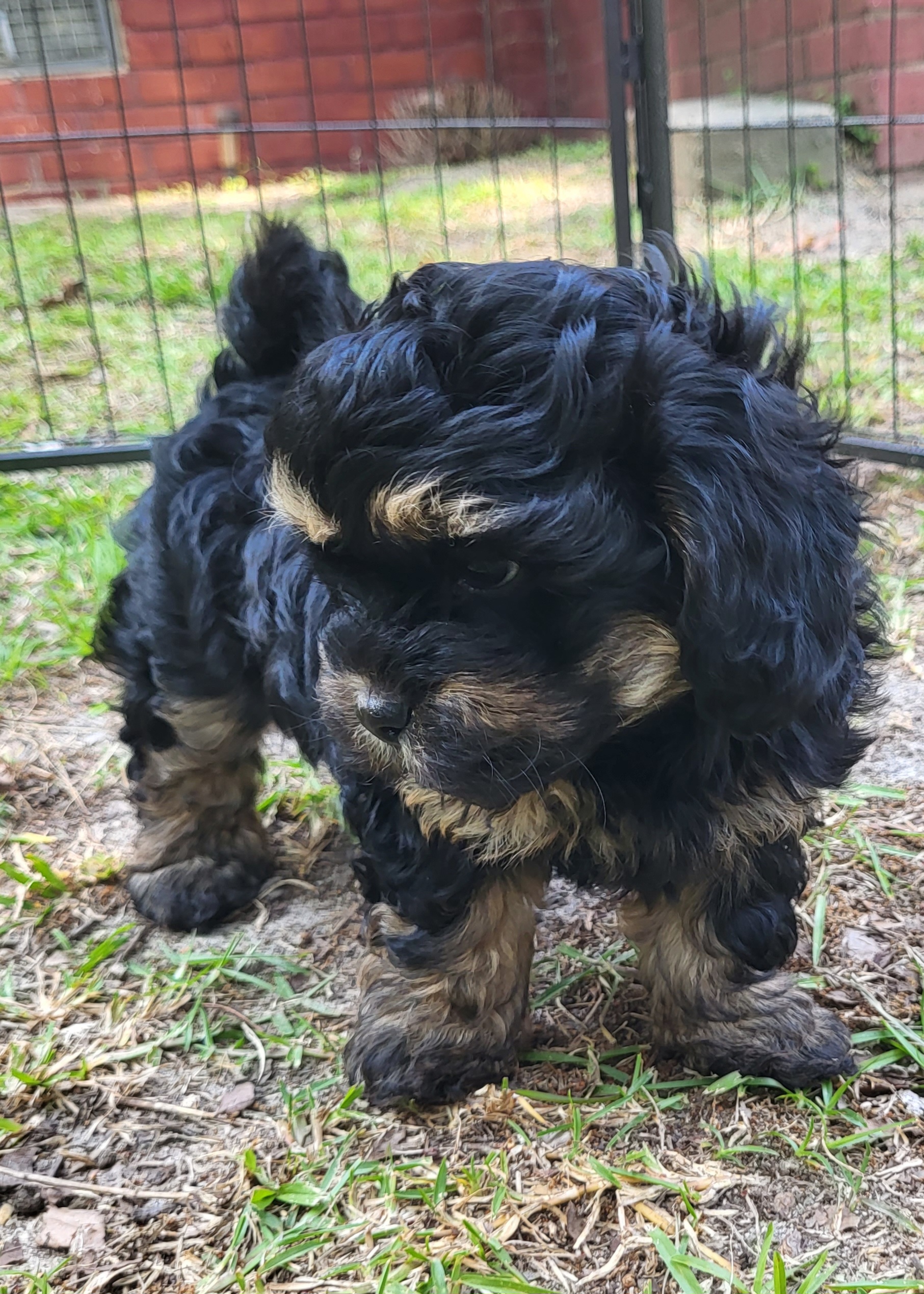 Goldendoodle and Shihpoo Puppies from Peace, Love, and Puppies at the Creek