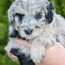 Clementine (purple collar) - Merle female Sheepadoodle puppy in Mouth Of Wilson, Virginia from HoneyBunn Doodle Co.