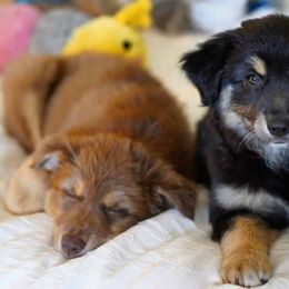 Aussiedoodles, Australian Shepherds, and Miniature Australian Shepherds from Poston Paddock Aussies LLC