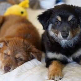 Aussiedoodles, Australian Shepherds, and Miniature Australian Shepherds from Poston Paddock Aussies LLC