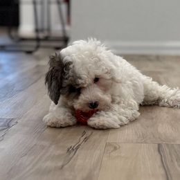 Cockapoos, Goldendoodles, and Poodles from Painted Rose Poodles and Doodles