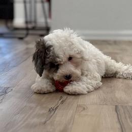 Cockapoos, Goldendoodles, and Poodles from Painted Rose Poodles and Doodles