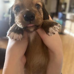 Dachshund Puppies from Wicburg’s Wieners