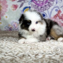 Miniature Australian Shepherd and Toy Australian Shepherd Puppies from Pistol Paws Aussies