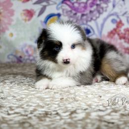 Miniature Australian Shepherd and Toy Australian Shepherd Puppies from Pistol Paws Aussies