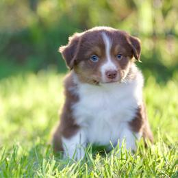 Rtm - Red tri-color male Miniature American Shepherd puppy in Stephenville, Texas from Diamond H Aussies