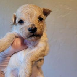 Lenore Dove - Cream female Maltipoo puppy in Mena, Arkansas from Belle Ball Puppies