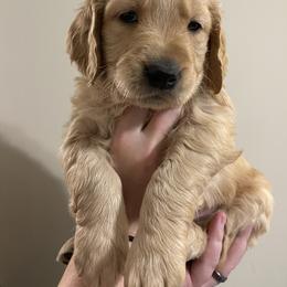 Golden Retriever Puppies from O’Shields Golden Paws