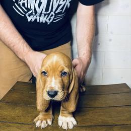 Count - Mahogany and white male Basset Hound puppy in Tollesboro, Kentucky from Low and Slow Bassets