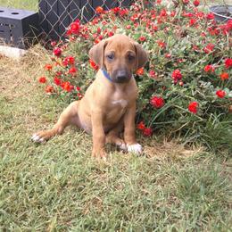 Ridge - Rd whtn blk nose male Rhodesian Ridgeback puppy in Carney, Oklahoma from River Run Parson Russell terriers & River Run Ridgebacks
