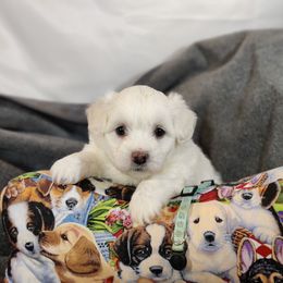 Max - White male Coton de Tulear puppy in Westfield, North Carolina from Legacy Pets
