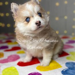 Dorothy - Merle female Pomsky puppy in Rossville, Georgia from Scenic City Pomskies