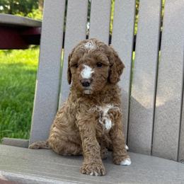 Green Collar Girl - Caramel red female Australian Labradoodle puppy in Hagerstown, Maryland from Westfields Labradoodles