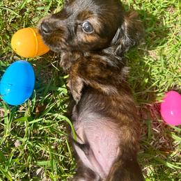 Boy 2 - Black and cream male Dachshund puppy in Buchanan, Georgia from Kiser Creek Dachshunds
