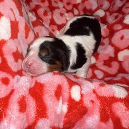Boy 4 - Tri-color male Cavalier King Charles Spaniel puppy in Robbins, North Carolina from Jamie's Cavalier King Charles Spaniels
