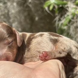 Lizzy - Dapple female Dachshund puppy in Lakeland, Florida from Elite Doxies Florida